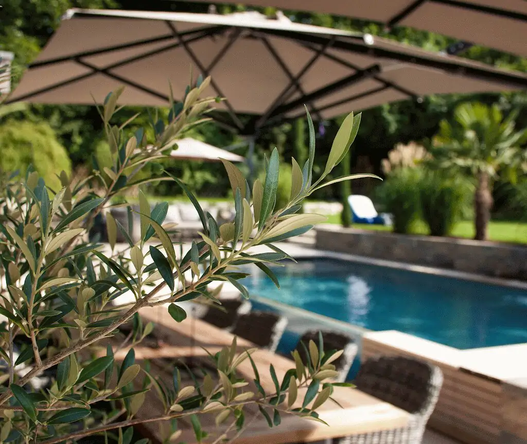 Olive branch and parasol in the foreground with the pool behind in Villingen-Schwenningen