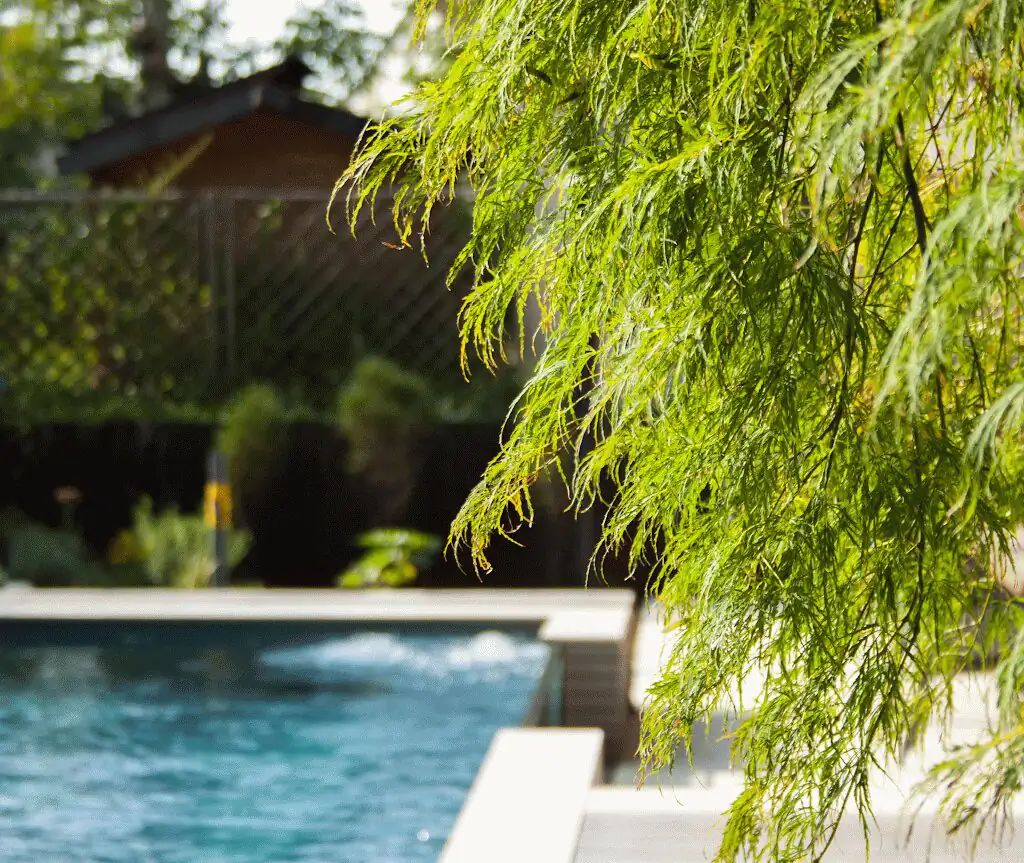 Weeping willow at the pool edge with overflow channel in Villingen-Schwenningen