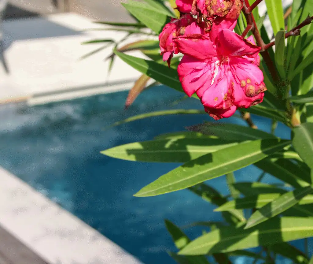 Pink oleander blossom at the pool edge in Villingen-Schwenningen
